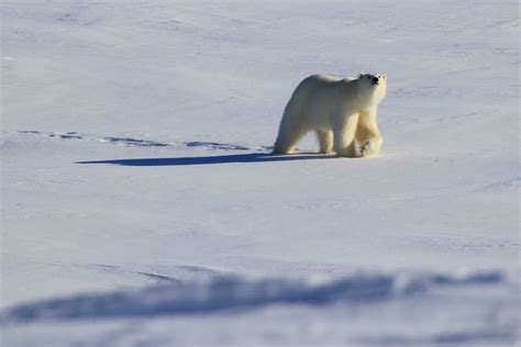 King Of The Arctic Male Polar Bear In Kap Tobin Scoresby Flickr