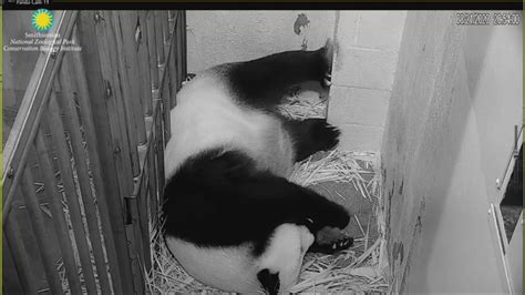 Birth Of Panda Cub Brings Joyous News To The National Zoo Abc11