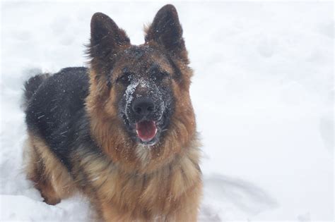 He isn't crazy active but he enjoy long walks. Long Coat German Shepherd Puppy for sale, Long Coat German ...