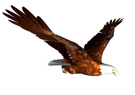 Download Flying Eagle Png Image Download Hq Png Image Freepngimg