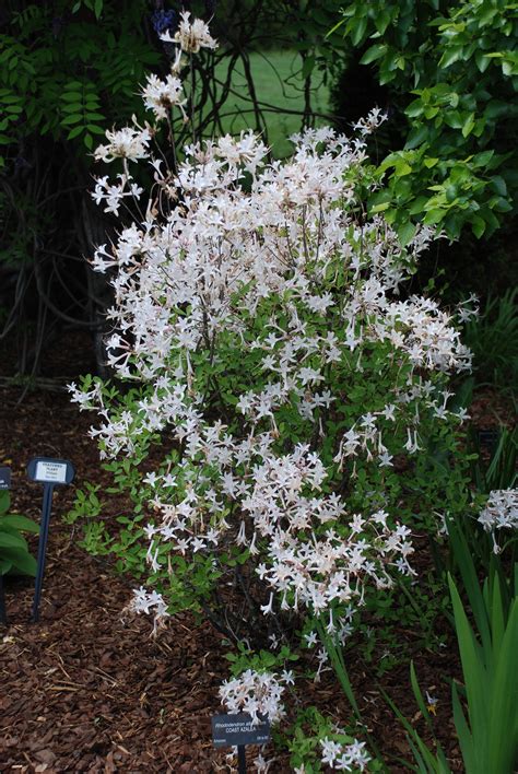 Whether you're a local, new in town, or just passing through, you'll be sure to find something on eventbrite that piques your improv class events in durham, nc. Coastal Azalea Copes With Heavy Clay Soils | What Grows ...