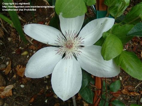 Clematis vines need a trellis or other support on which to grow. PlantFiles Pictures: Clematis, Early Large-flowered ...
