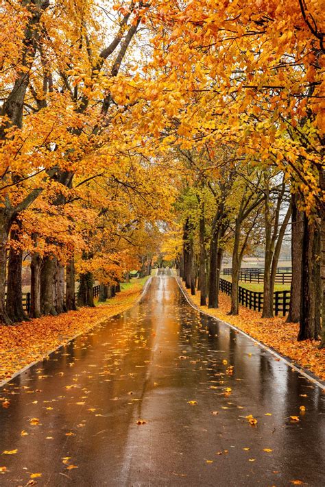 Plan A Road Trip To Lexington, Kentucky, For Spectacular Fall Foliage