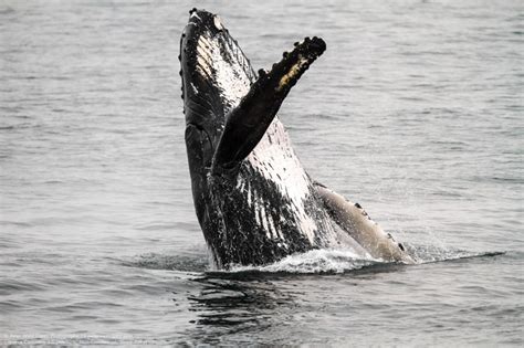 Photo Of The Day Breaching Humpback Whale Alaska