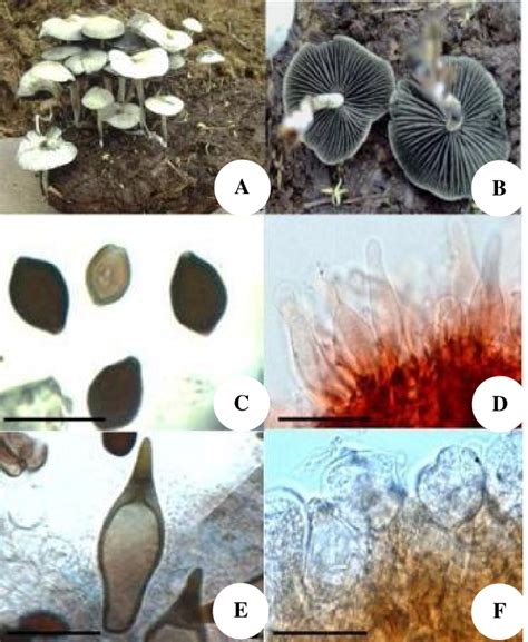 Panaeolus Cyanescens A Carpophores Growing In Natural Habitat B