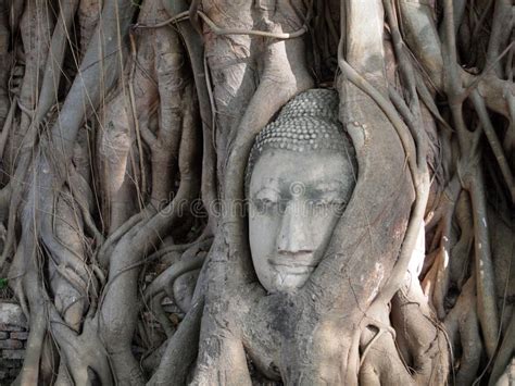 Thailand Ayutthaya Old Tree Buddha Stone Sculpture Stock Photo