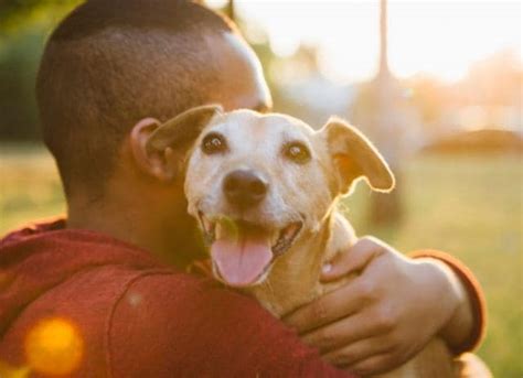 Check spelling or type a new query. Distemper in Dogs: Causes, Symptoms, and Treatment