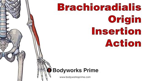 Brachioradialis Anatomy Origin Insertion And Action Youtube