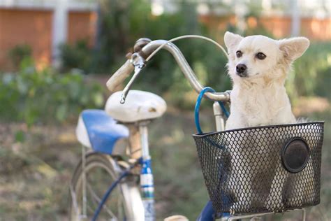 This guide will also tell you how and where you can use amiibo in new horizons, including the new location, photopia. How to Train Your Dog to Ride in a Bike Basket | Wag!