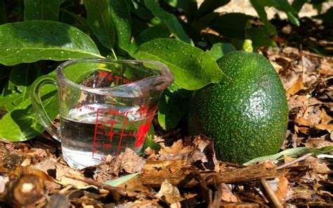 When and how should you water the plant? How much and how often to water avocado trees in ...