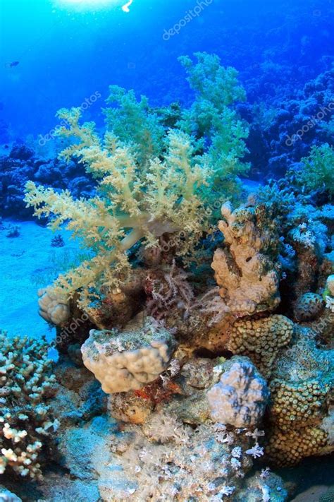 Marine Life In The Red Sea — Stock Photo © Uwstas 17041203