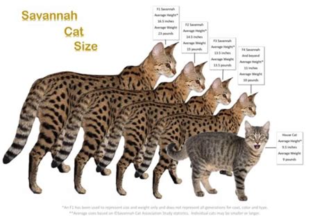 Savannah Cat Size ⋆ Savannah Size Compared To Domestic Cat