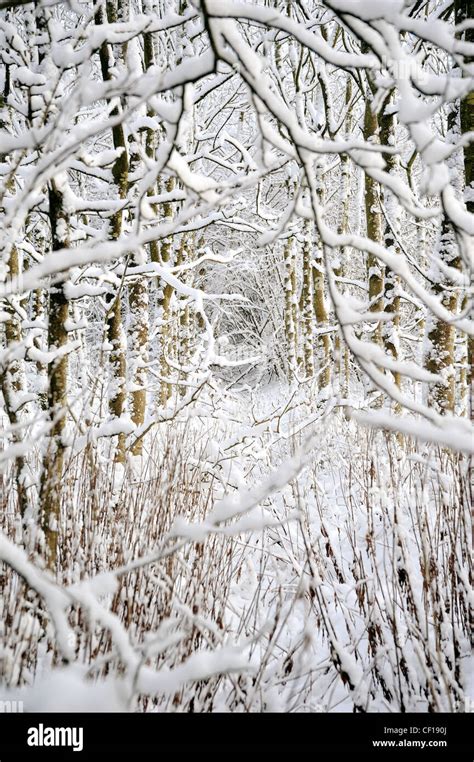 Photographs Of Snow Encrusted Trees With Snow On The Ground On A Very
