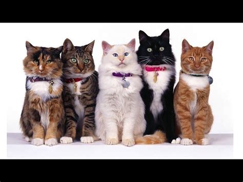 The Funniest Cats Cat Breeds In Alphabetical Order