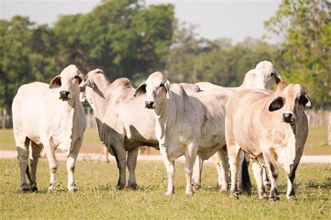Brahman Cattle For Sale Br Cutrer Inc Boling Texas