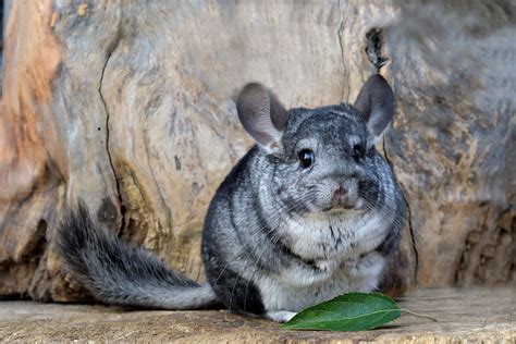 Chinchilla Hd Wallpapers And Backgrounds