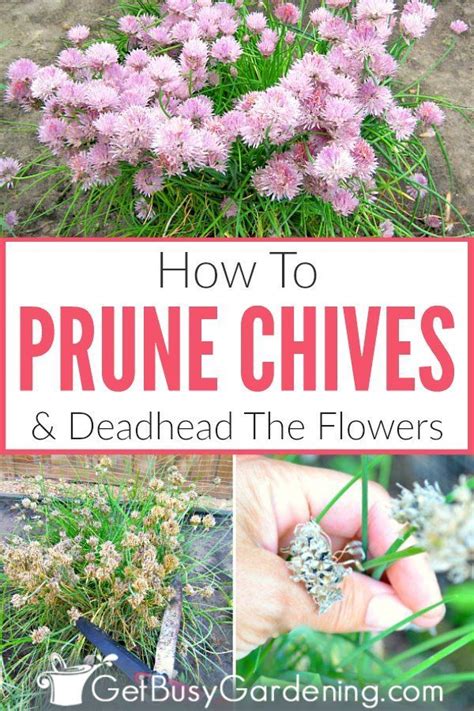 Regular Pruning Is An Important Part Of Successfully Growing Chives In