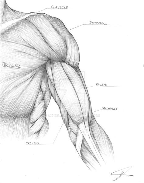 Muscle Arm Study Anatomy Sketches Human Anatomy Art Human Anatomy