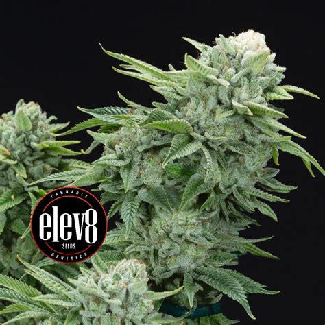 Gorilla Glue Bud Buddies Cannabis Seeds And Clones For Sale In South