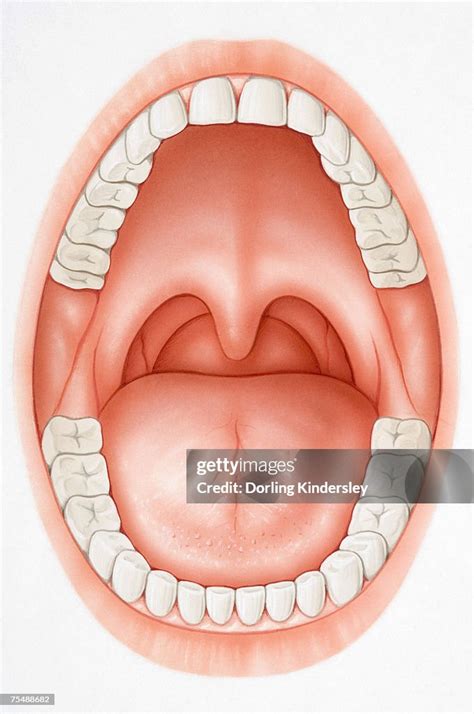Wide Open Mouth Revealing Teeth Tongue Palate And Uvula High Res Vector