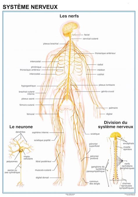 Planche Anatomique Syst Me Nerveux