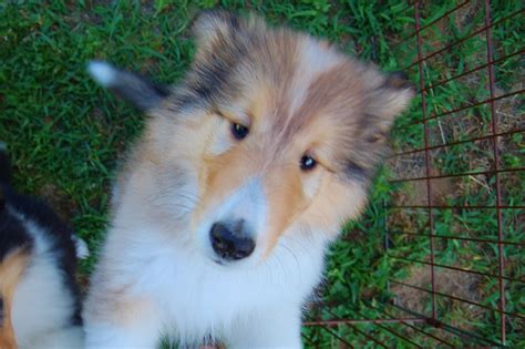 Collie Information Dog Breeds At Thepetowners