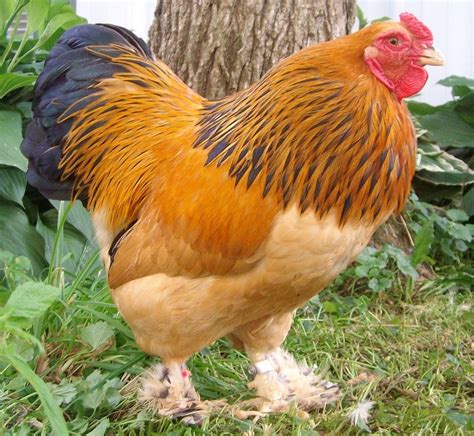 The Brahma Is A Large Breed Of Chicken Developed In The United States