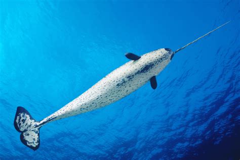 Narwhal Tusks Have A Tale To Tell And Not A Good One Mother Jones