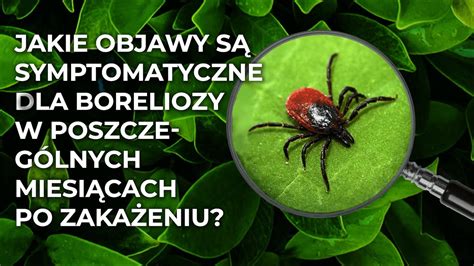 Jakie objawy są symptomatyczne dla boreliozy w poszczególnych