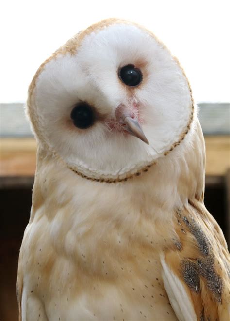 Barn Owl Baby Pictures Barn