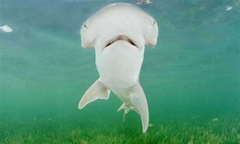 The Bonnethead Shark Is The First Known Omnivorous Shark Species New