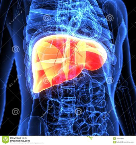 Liver and metabolism including synthesis protein and cholesterol, produces bile, deactivation of poisons and toxins. 3d Illustration Of Human Body Liver Anatomy Stock ...