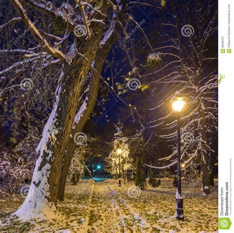 Winter Night Landscape Bench Under Trees And Shining Street Lights Falling Snowflakes Stock
