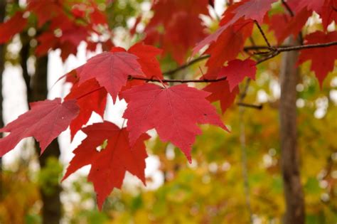 Zwischen november und april ist der richtige zeitpunkt für den obstbaumschnitt. Sträucher schneiden » Wann ist das erlaubt?
