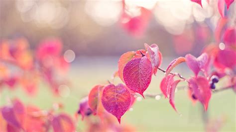 Download Wallpaper 1366x768 Pink Leaves Autumn Dew Hd Background