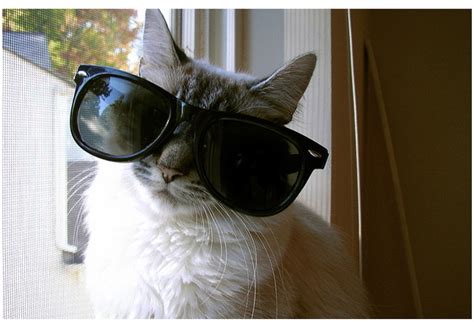 101 Cats Wearing Sunglasses
