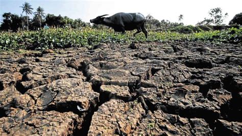 El Niño Feared Stifling Ph Agri Output In 24