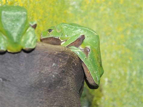 The Online Zoo Giant Waxy Monkey Tree Frog