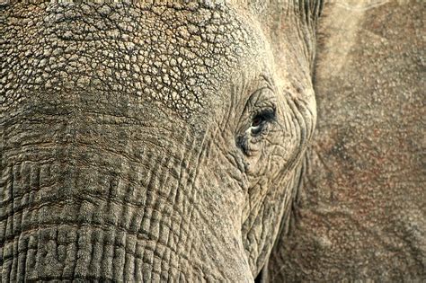 Elephant Animal Hide Free Photo On Pixabay Pixabay