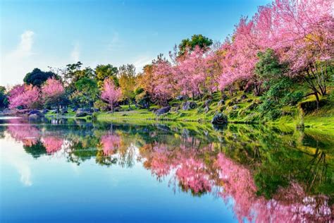 Beautiful Cherry Blossoms Trees Blooming In Spring Stock Photo Image