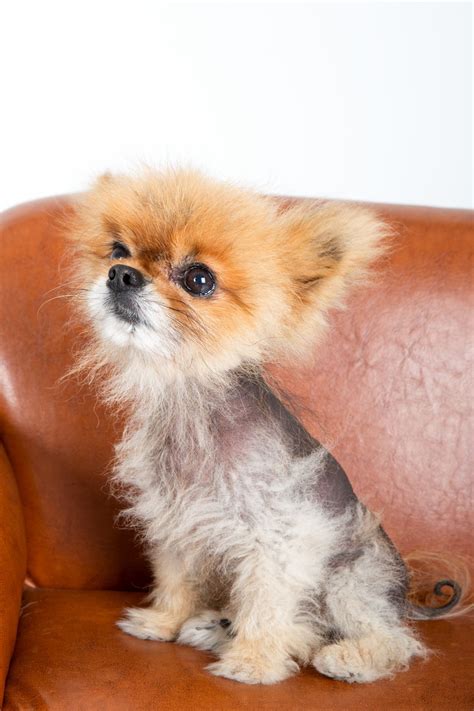 Alopecia In Dogs Whole Dog Journal