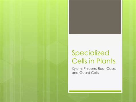 Ppt Specialized Cells In Plants Powerpoint Presentation Free