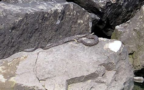 Northern Water Snakes Photos Diagrams And Topos Summitpost