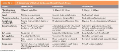 It is divided into two subgroups; A Comparison of Muscle Tissue Types | Smooth muscle tissue ...