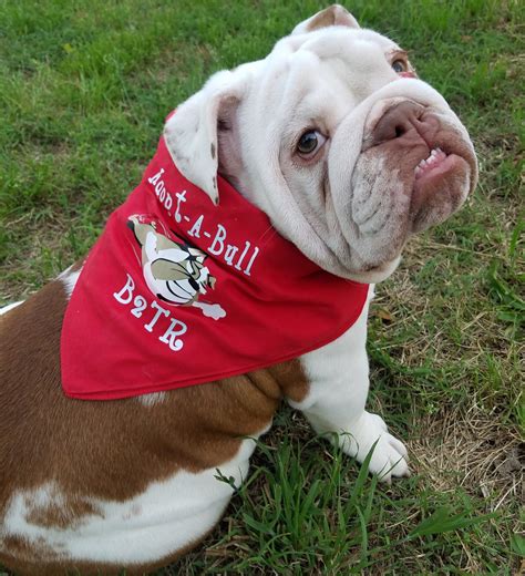 BULLIES 2 THE RESCUE- Rescue Spotlight — Lowcountry Dog