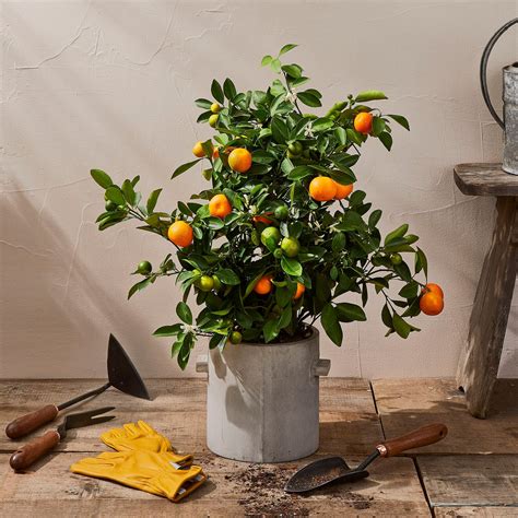Calamondin Citrus Fruit Tree Standing Trellis Trained Indoor Etsy