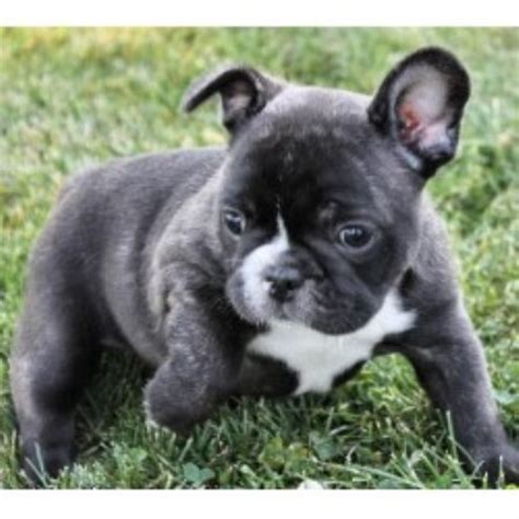 I breed only akc french bulldog puppies for sale in my home/ kennel. Poetic French Bulldogs, French Bulldog Breeder in Pompano ...