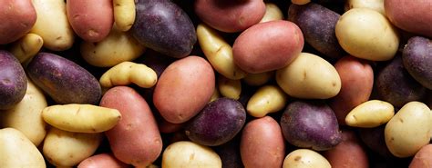 Drain the cooked potatoes of all the water. POTATOES | Fresh Grown Year Round By Hydro Produce Australia