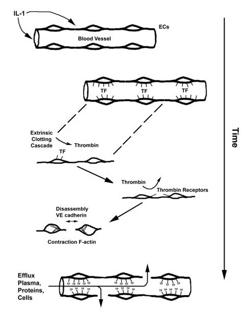 Schematic Of Proposed Mechanism Of Il 1 Induced Vascular Permeability