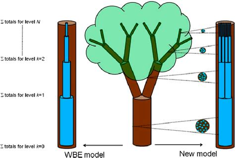 Branching Structures Depicting The Difference In Internal Network